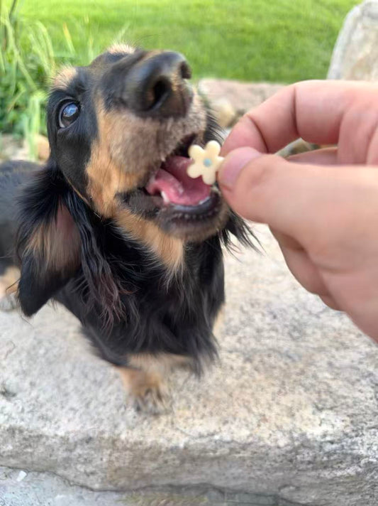 🌸 Blossom Goat Milk Bites